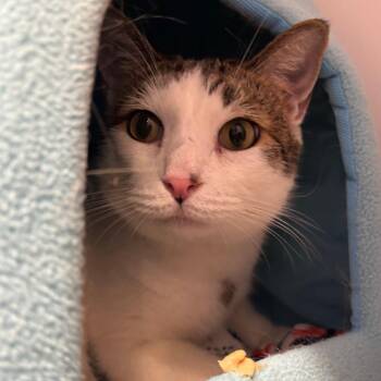 Spirit -  Domestic Short Hair Cat for Adoption in Westhampton, New York - Spirit | PetCurious