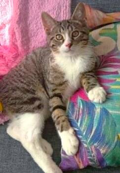 Sully -  Domestic Short Hair and Tabby Cat for Adoption in Chertsey, Quebec - Sully | PetCurious