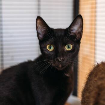 Fanta -  Domestic Short Hair Cat for Adoption in Parrish, Alabama - Fanta | PetCurious