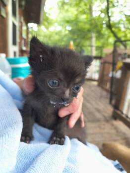 Midknight -  Domestic Short Hair Cat for Adoption in Stover, Missouri - Midknight | PetCurious