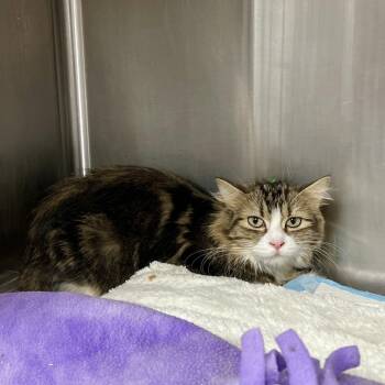 Domestic Medium Hair Cats Available for Adoption in Salt Lake City, Utah - Lantern Glow | PetCurious