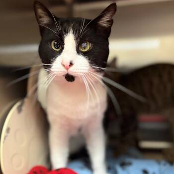 Rescue Domestic Short Hair Cats for Adoption in Jacksboro, Tennessee - Oreo McFlurry | PetCurious
