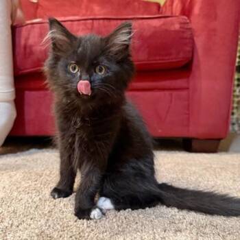 Domestic Short Hair Cats Available for Adoption in Wheaton, Illinois - Tippy | PetCurious