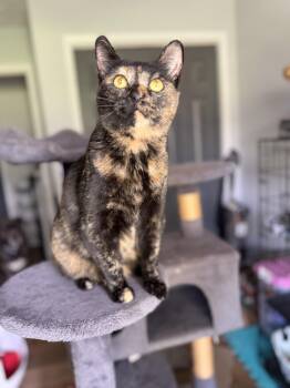 Lil Bit -  Domestic Short Hair and Munchkin Cat for Adoption in Goodlettsville, Tennessee - Lil Bit | PetCurious