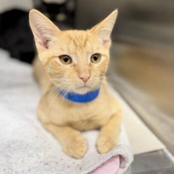 Mango -  Domestic Short Hair Cat for Adoption in Atlanta, Georgia - Mango | PetCurious