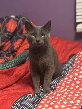 Domestic Short Hair Cats Available for Adoption in Cleveland, Ohio - Momma | PetCurious