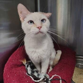 Mochi -  Domestic Short Hair Cat for Adoption in Davenport, Iowa - Mochi | PetCurious
