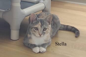 Rescue Dilute Calico and Domestic Short Hair Cats for Adoption in Montour Falls, New York - Stella | PetCurious