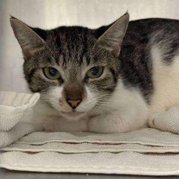 Essence -  Domestic Short Hair Cat for Adoption in Philadelphia, Pennsylvania - Essence | PetCurious