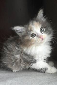 Calico and Domestic Long Hair Cats Available for Adoption in Campbell, California - Scarlett | PetCurious