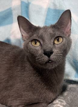 Rescue Domestic Short Hair Cats for Adoption in Jackson, Georgia - Giselle | PetCurious