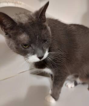 Domestic Short Hair Cats Available for Adoption in Phoenix, Arizona - Carlo | PetCurious