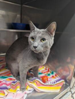 Iroh -  Domestic Short Hair Cat for Adoption in Plymouth, Connecticut - Iroh | PetCurious