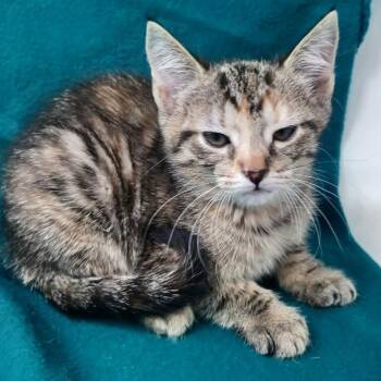 Mozzarella -  Domestic Short Hair Cat for Adoption - Mozzarella | PetCurious