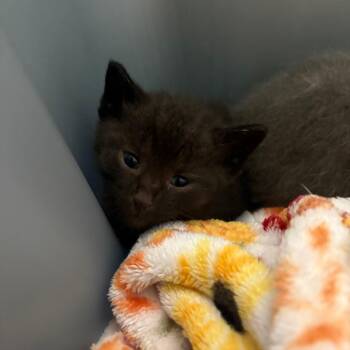 Eclipse -  Domestic Short Hair Cat for Adoption in Clarksville, Tennessee - Eclipse | PetCurious
