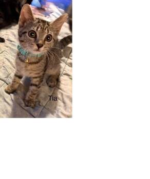 Rescue Domestic Short Hair and Tabby Cats for Adoption in Safety Harbor, Florida - TANGO | PetCurious
