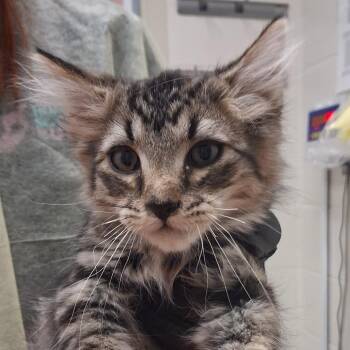 TimOthy -  Domestic Medium Hair Cat for Adoption in Murray, Utah - TimOthy | PetCurious