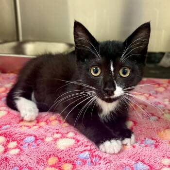 Muppet -  Domestic Short Hair Cat for Adoption in Columbus, Georgia - Muppet | PetCurious