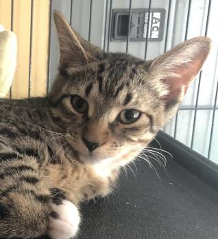 Fergie -  Tabby and Domestic Short Hair Cat for Adoption in Richmond, Virginia - Fergie | PetCurious