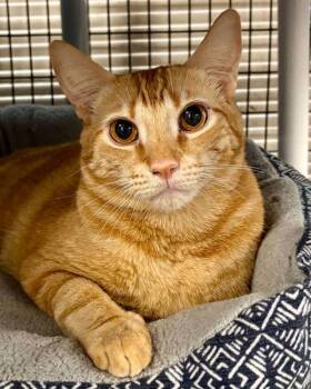 Domestic Short Hair Cats Available for Adoption in Novato, California - Milo | PetCurious
