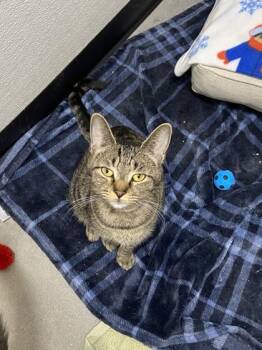 Florence FKA cat 7 -  Domestic Short Hair Cat for Adoption in West Chester, Pennsylvania - Florence FKA Cat 7 | PetCurious