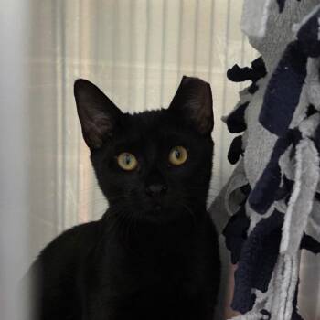 Ollie 3 -  Domestic Short Hair Cat for Adoption in Cumming, Georgia - Ollie 3 | PetCurious