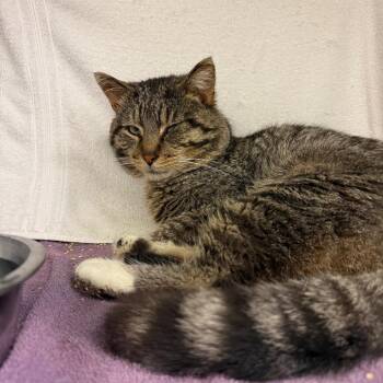 Harry -  Domestic Short Hair Cat for Adoption in Pittsburgh, Pennsylvania - Harry | PetCurious