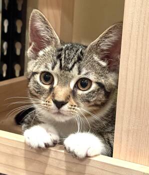 Stripes -  Domestic Short Hair Cat for Adoption in Highland Beach, Maryland - Stripes | PetCurious
