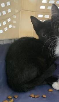 DIP -  Domestic Short Hair Cat for Adoption in San Antonio, Texas - DIP | PetCurious