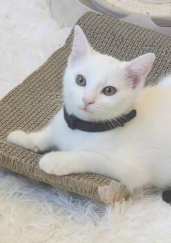 Rescue Domestic Short Hair Cats for Adoption in Theodore, Alabama - Fawn (& See Mama Libby) | PetCurious