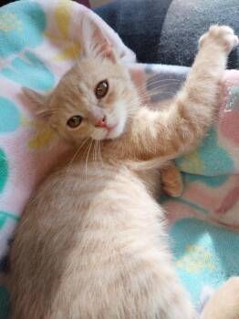 Sanford * IN FOSTER * -  Domestic Short Hair Cat for Adoption in South Bend, Indiana - Sanford * IN FOSTER * | PetCurious