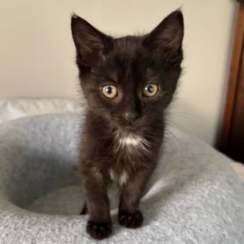 Domestic Short Hair Cats Available for Adoption in Eaton Rapids, Michigan - Santino (Sonny) Purrleone 56143 | PetCurious