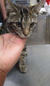 Domestic Short Hair Cats Available for Adoption in Marietta, Georgia - Nina(614) | PetCurious