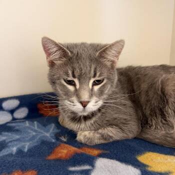 Domestic Short Hair Cats Available for Adoption in Cody, Wyoming - Avocado | PetCurious