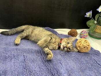Sweet Pea -  Tabby and Domestic Short Hair Cat for Adoption in Fayetteville, Georgia - Sweet Pea | PetCurious