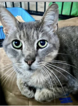 Rescue Domestic Short Hair Cats for Adoption in Chapel Hill, North Carolina - Yoshi | PetCurious