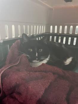 Domestic Short Hair Cats Available for Adoption in Barnstable, Massachusetts - ZAMBONI | PetCurious