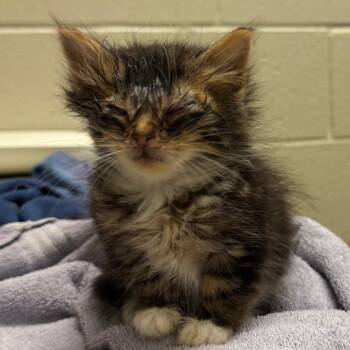 Domestic Short Hair Cats Available for Adoption in Bristol, Indiana - Olaf | PetCurious