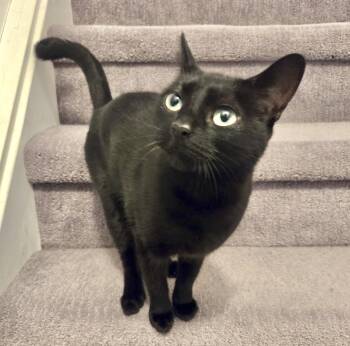 Maru -  Domestic Short Hair Cat for Adoption in Vaughan, Ontario - Maru | PetCurious