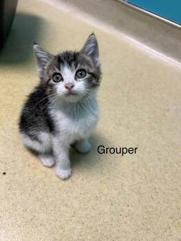 Rescue Domestic Short Hair Cats for Adoption in Reynoldsburg, Ohio - Grouper | PetCurious