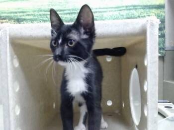 A552560 -  Domestic Short Hair Cat for Adoption in Moreno Valley, California - A552560 | PetCurious