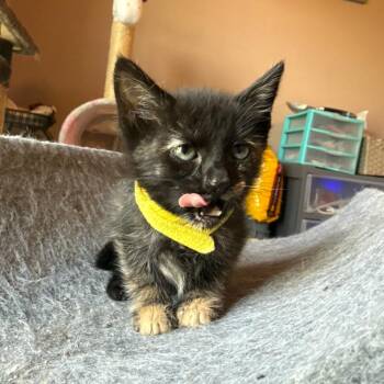 Husky -  Domestic Short Hair Cat for Adoption in Brownsboro, Alabama - Husky | PetCurious
