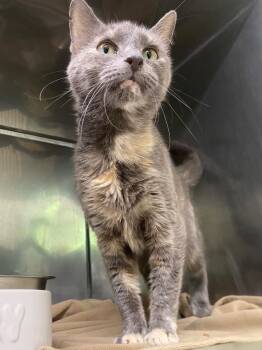 Frances -  Domestic Short Hair Cat for Adoption in Fall River, Massachusetts - Frances | PetCurious
