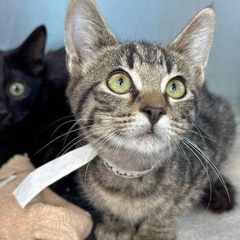 Focaccia -  Domestic Short Hair Cat for Adoption in Matteson, Illinois - Focaccia | PetCurious