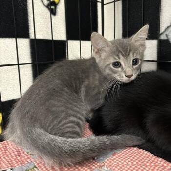 Chappell -  Domestic Short Hair Cat for Adoption in Indianapolis, Indiana - Chappell | PetCurious