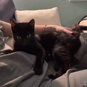 Domestic Short Hair Cats Available for Adoption in Madison, Wisconsin - Meredith | PetCurious