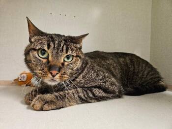 West -  Domestic Short Hair Cat for Adoption in Fort Collins, Colorado - West | PetCurious