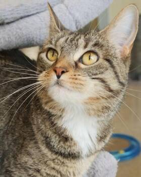 Wrigley -  Domestic Short Hair Cat for Adoption in Fishers, Indiana - Wrigley | PetCurious