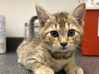 Tabby Cats Available for Adoption in Powell, Ohio - Thomas | PetCurious