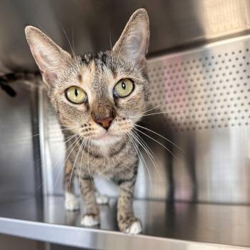 Lila -  Domestic Short Hair Cat for Adoption in Sarasota, Florida - Lila | PetCurious